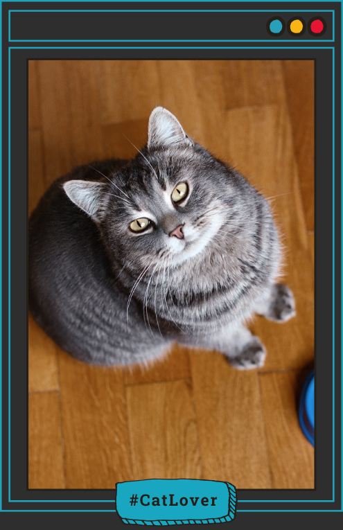 cómo saber si mi gato está feliz